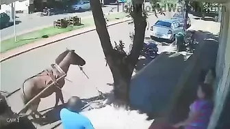 Horses Inspire A Daydreamer