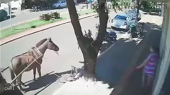 Horses Inspire A Daydreamer