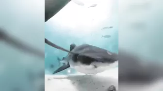 In The Shark's Mouth