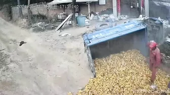 It’s All About Corn