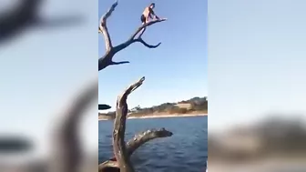 Jump From A Dead Tree