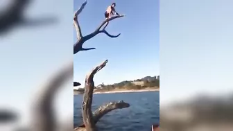 Jump From A Dead Tree
