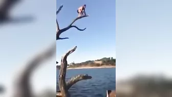 Jump From A Dead Tree