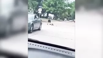 Little Badger Versus Fat Woman