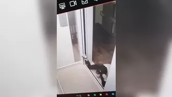 Man Trips In Elevator