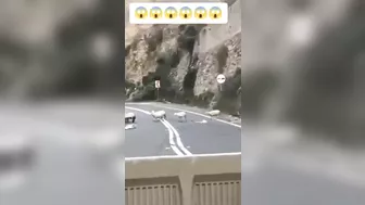 Huge Sheep Ass