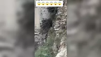 Huge Sheep Ass