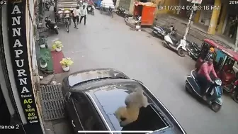 Monkey Drops