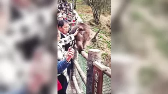 Monkey Tries To Bite Wrong Person's Face Off