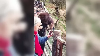 Monkey Tries To Bite Wrong Person's Face Off