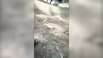 Idiot Teasing A Bear