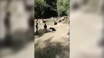 Idiot Teasing A Bear