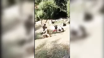Idiot Teasing A Bear