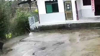 The Old Man Was Attacked By A Wild Boar But He Fought Back Bravely