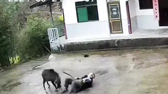 The Old Man Was Attacked By A Wild Boar But He Fought Back Bravely