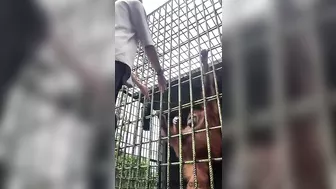 When The Gorilla Wants You To Go, He Will Let You Go.