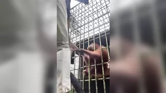 When The Gorilla Wants You To Go, He Will Let You Go.