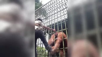 When The Gorilla Wants You To Go, He Will Let You Go.
