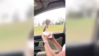 Ostrich Enjoying A Wonderful Trip