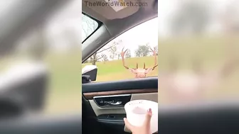 Ostrich Enjoying A Wonderful Trip