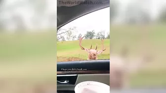 Ostrich Enjoying A Wonderful Trip