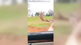 Ostrich Enjoying A Wonderful Trip