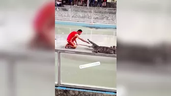 Another Victim At Pattaya Crocodile Exhibition
