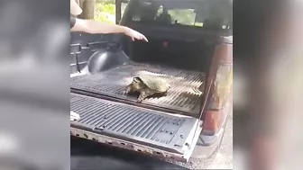 Pet A Wild Snapping Turtle Like A Cute Dog