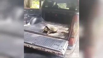 Pet A Wild Snapping Turtle Like A Cute Dog