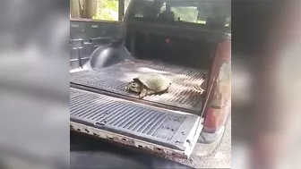 Pet A Wild Snapping Turtle Like A Cute Dog