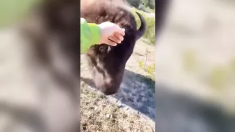 Petting And Getting Close To Bison
