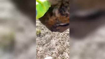 Petting And Getting Close To Bison