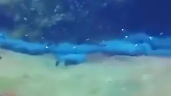 Resting Sharks Don't Rest