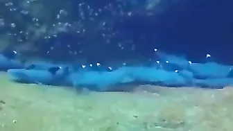 Resting Sharks Don't Rest