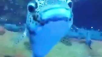 Resting Sharks Don't Rest