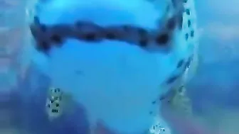Resting Sharks Don't Rest