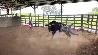 Rodeo Rider Jumps His Final Rodeo