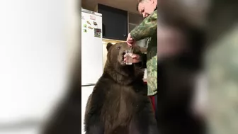 Russians Love Brushing Bears' Teeth