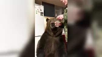 Russians Love Brushing Bears' Teeth