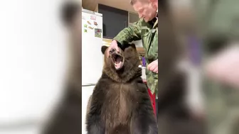 Russians Love Brushing Bears' Teeth