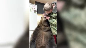 Russians Love Brushing Bears' Teeth