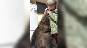 Russians Love Brushing Bears' Teeth