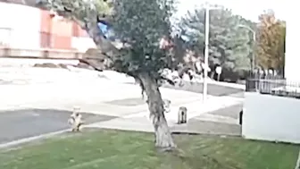 Small Plane Hits Tree