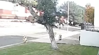 Small Plane Hits Tree