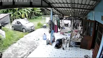 Snake Attacks Dog After He Tries To Warn Sleeping Man