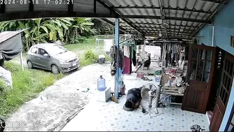 Snake Attacks Dog After He Tries To Warn Sleeping Man