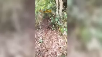 Stroll In The Forest