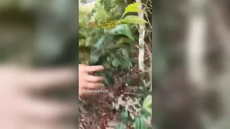 Stroll In The Forest