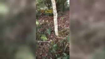 Stroll In The Forest