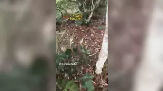 Stroll In The Forest